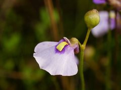 Utricularia grampiana