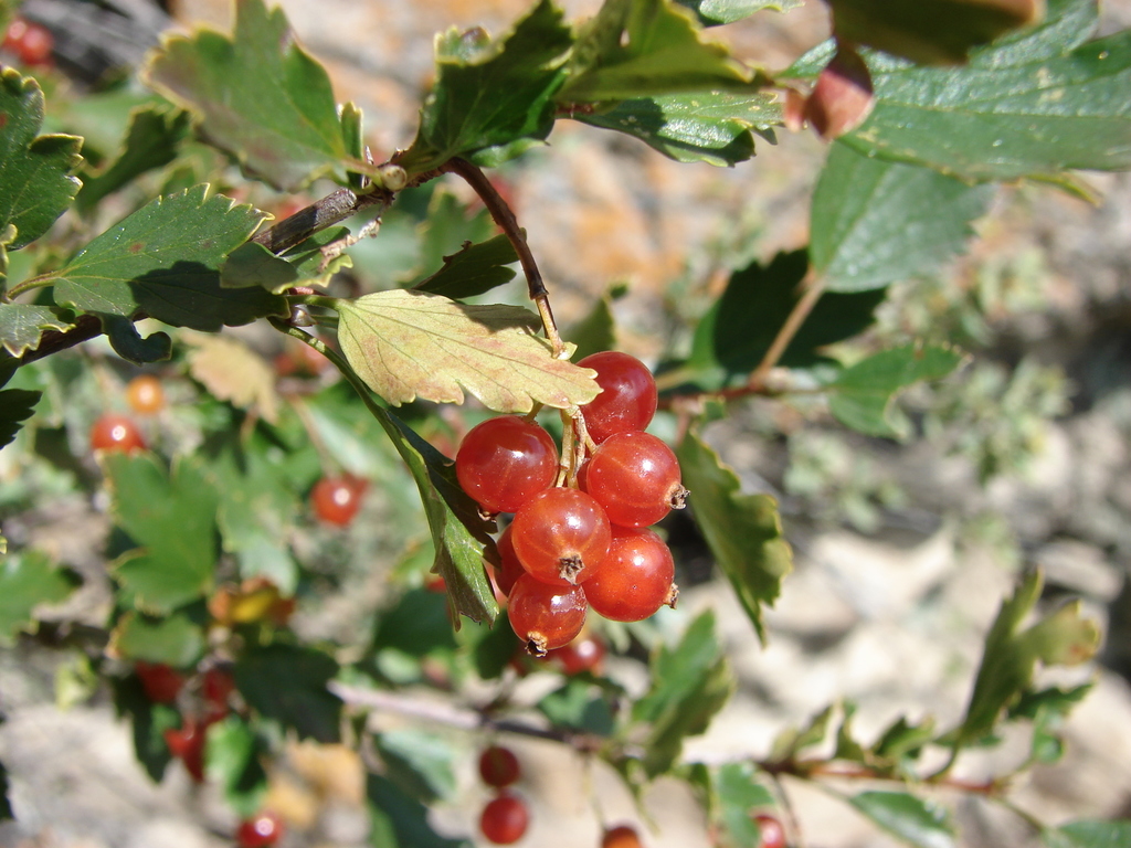 Siberian Currant