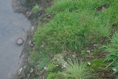 Fimbristylis dichotoma ochotensis