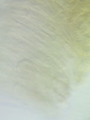 Morchella diminutiva