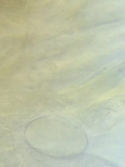 Morchella diminutiva