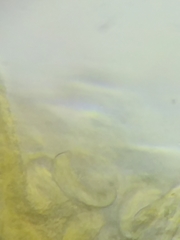 Morchella diminutiva