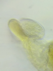 Morchella diminutiva