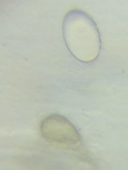 Morchella diminutiva