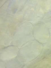 Morchella diminutiva