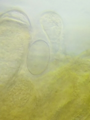 Morchella diminutiva