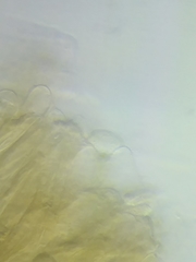 Morchella diminutiva