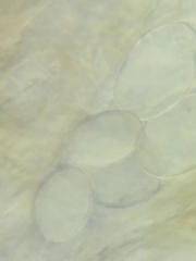 Morchella diminutiva