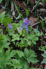 Corydalis ambigua