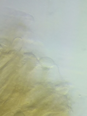 Morchella diminutiva