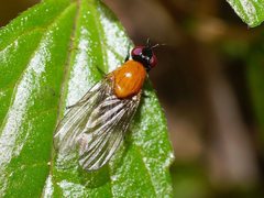 Sapromyza sciomyzina