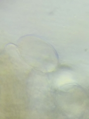 Morchella diminutiva