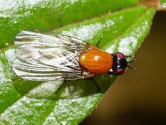 Sapromyza sciomyzina