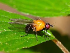 Sapromyza sciomyzina