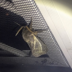 Oxycanus antipoda