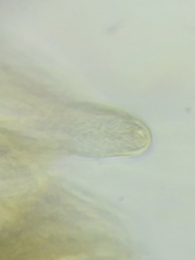 Morchella diminutiva