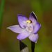 Trim Sun Orchid - Photo (c) Reiner Richter, some rights reserved (CC BY-NC-SA), uploaded by Reiner Richter
