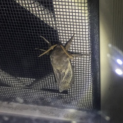 Oxycanus antipoda