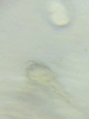 Morchella diminutiva