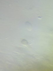 Morchella diminutiva