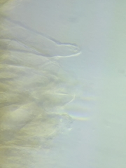 Morchella diminutiva