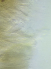 Morchella diminutiva