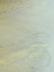 Morchella diminutiva