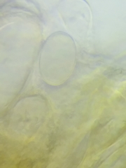 Morchella diminutiva