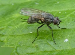 Diptera
