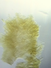 Morchella diminutiva