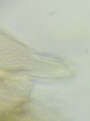 Morchella diminutiva