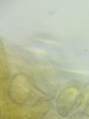 Morchella diminutiva