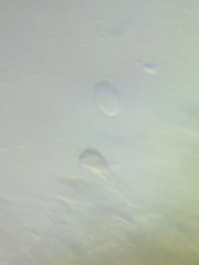 Morchella diminutiva