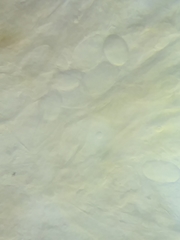 Morchella diminutiva