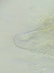 Morchella diminutiva