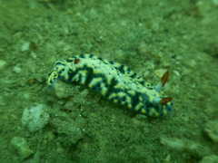 Hypselodoris rudmani