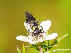 Leioproctus irroratus
