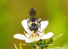 Leioproctus irroratus