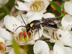 Leioproctus irroratus