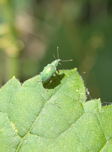 Green Immigrant Leaf Weevil photo 5