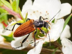 Lepturidea deplanchei