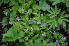 Viola sacchalinensis