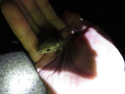 Perognathus merriami