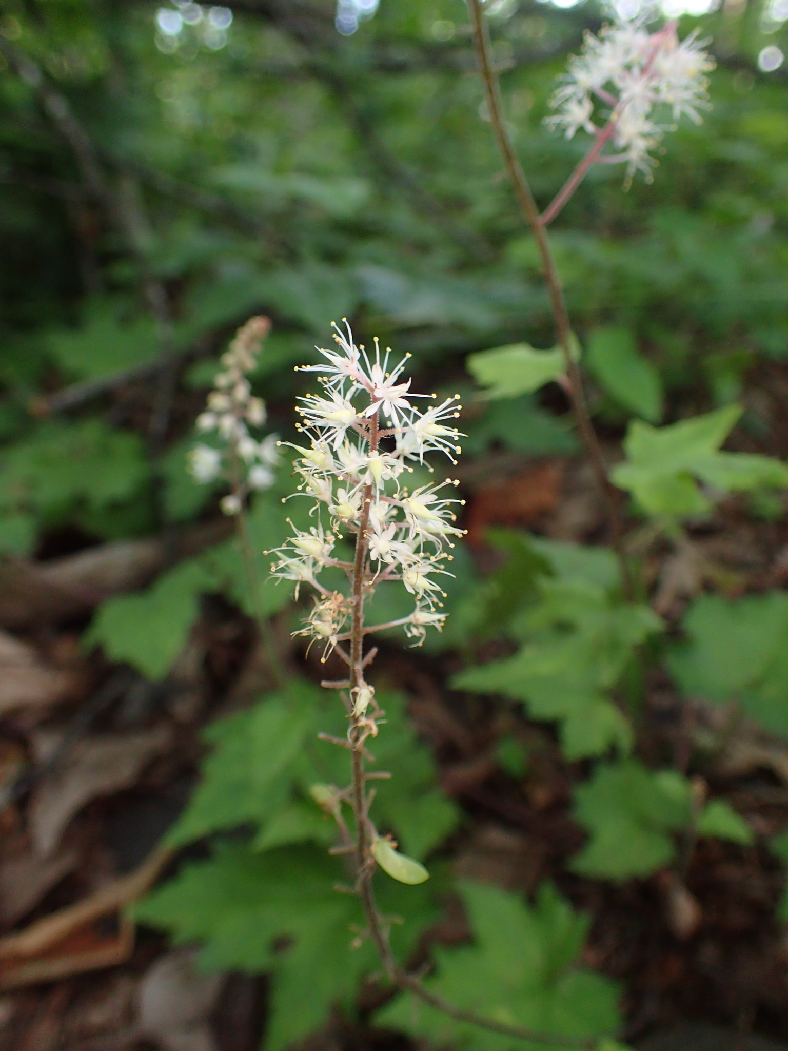 Southern Foamflower (Tiarella austrina)