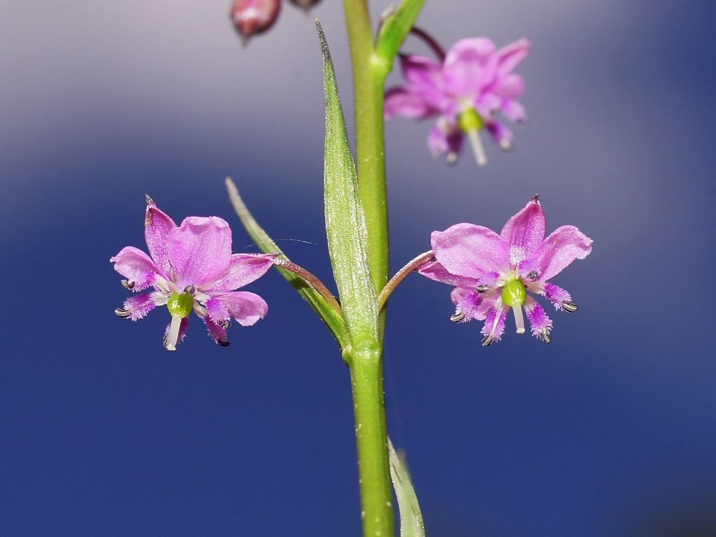 small vanilla-lily
