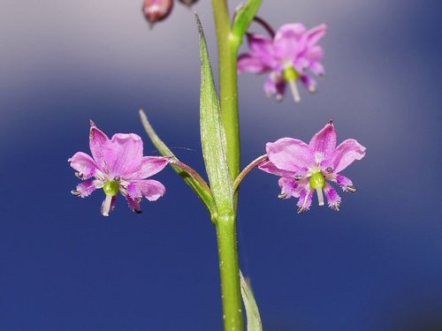 Arthropodium minus R.Br.