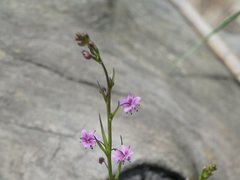 Arthropodium minus
