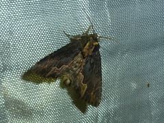 Dypterygia scabriuscula