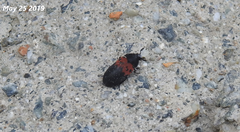 Dermestes vorax