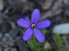 Cheiranthera linearis